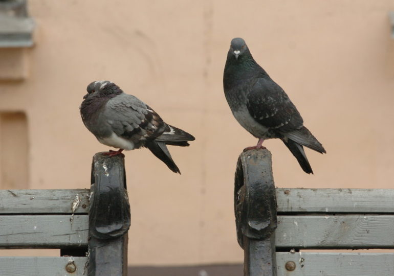 Птицы в городе: умники, агрессоры и приспособленцы
