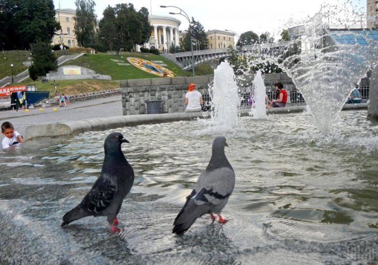 Для листів, свята та війни: історія київських голубів