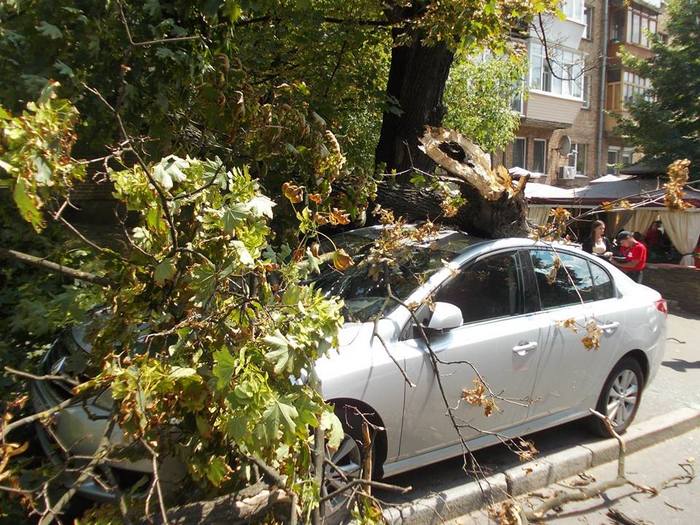 Чому в Києві дерева падають на людей