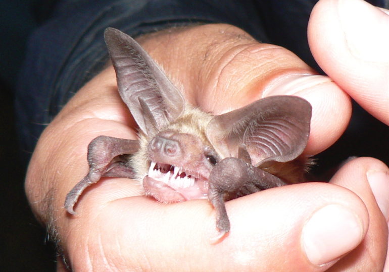 Нам не хватает холодильников с летучими мышами