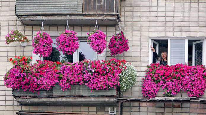 Знаменитость Ленинградки