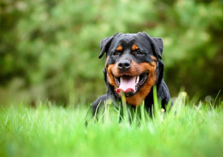 Мастер собак