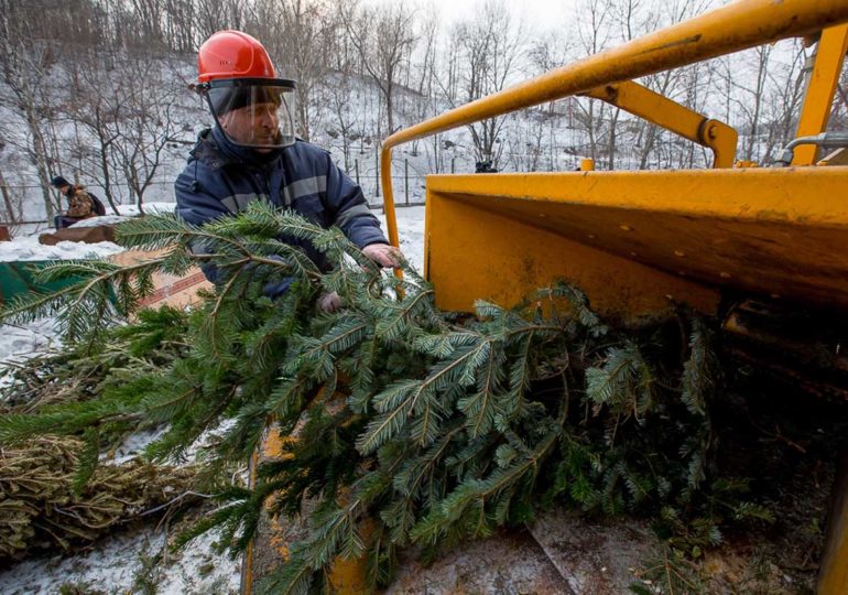 Замість смітника: куди подіти новорічну ялинку