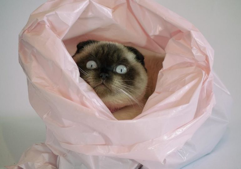 Полиэтиленом рыбу не кормить