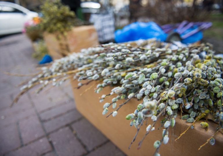 Каждой детке – по ивовой ветке!