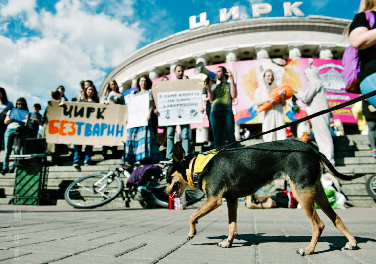 За цирк без жестокости — за цирк без животных