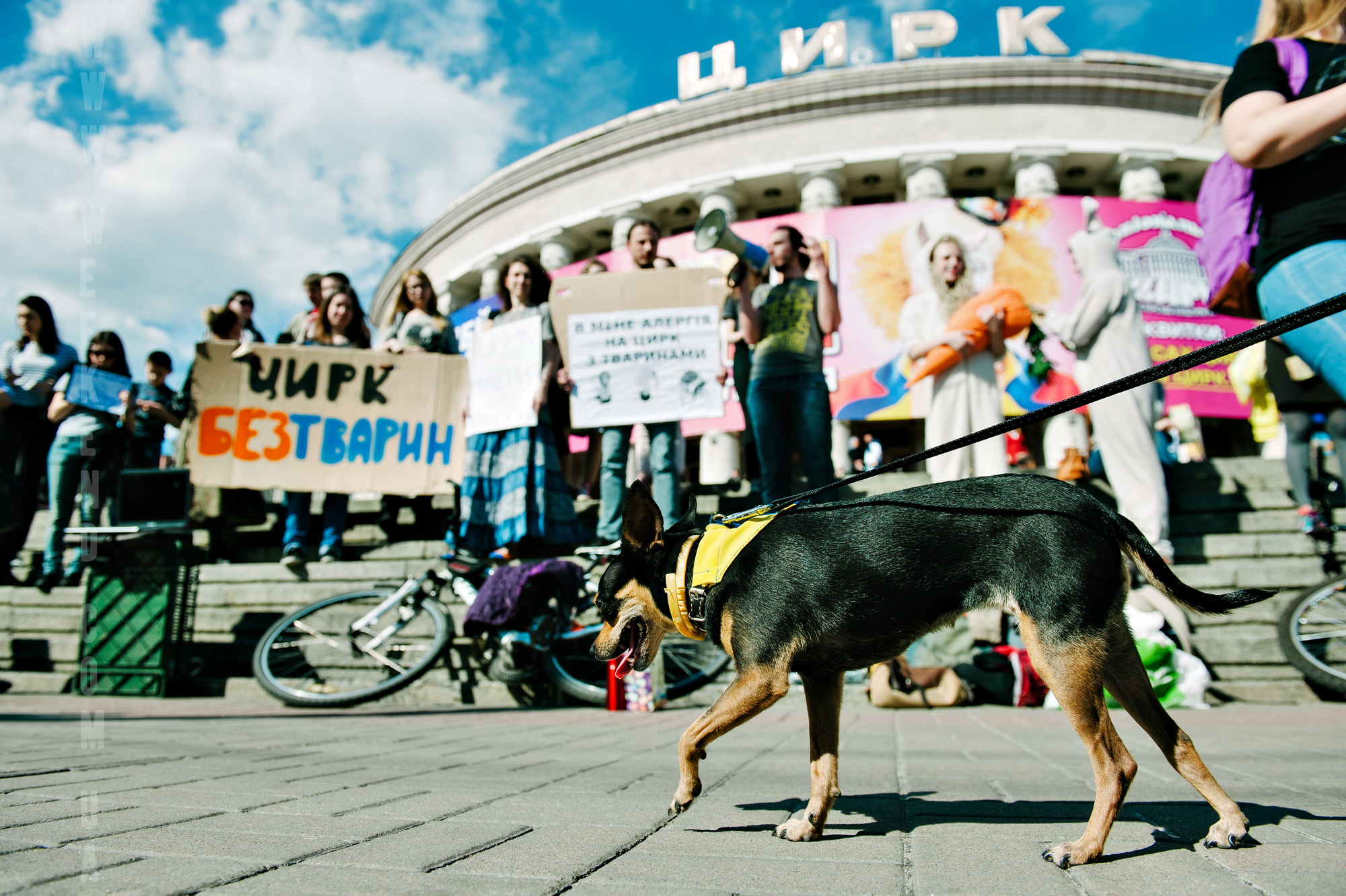 Цирк без. Цирк без животных. Цирк без животных в Москве. Протест в цирке Москвы. Цирк должен быть без животных.