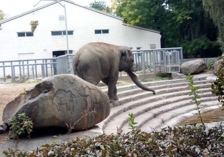 Дружба, кохання та розлука: як жили слони у київському зоопарку