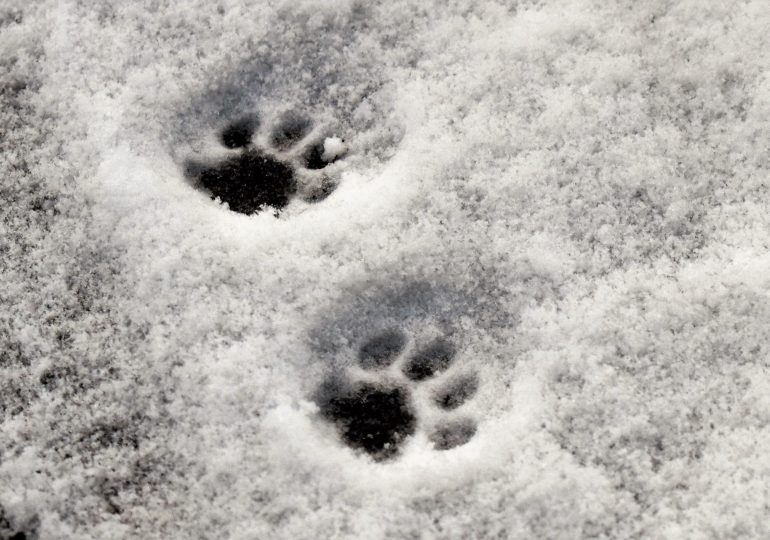 Киев за неделю: коты как часть города, халява для студентов и патриотический подъезд