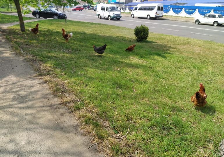 Украина на карантине: Бессмертный полк, богоизбранный город и Привоз в масках