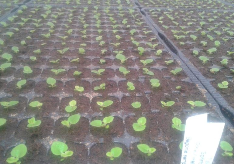 Как рождаются киевские клумбы: нежность в теплице