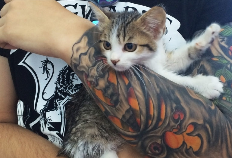 Фестиваль котеек: как пушистым новый дом искали