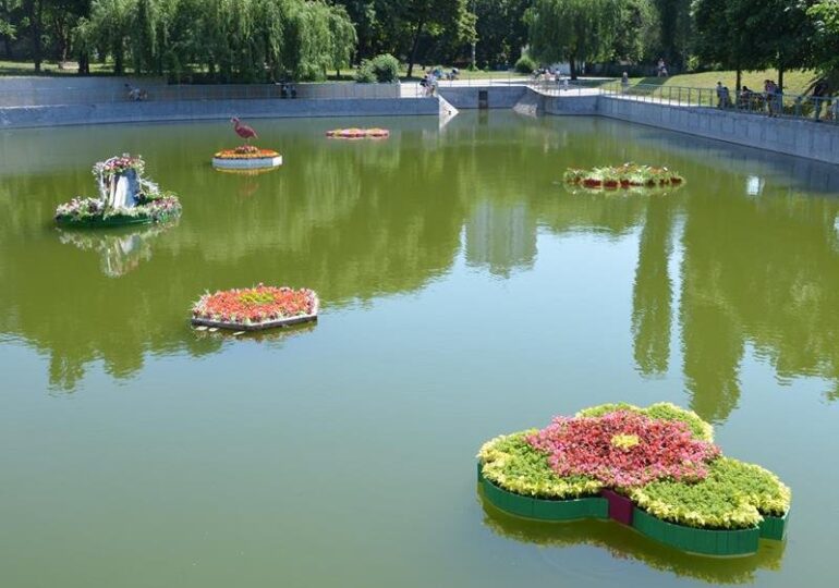 Черепаха, лебідь, фламінго. У Києві почався Фестиваль плавучих клумб