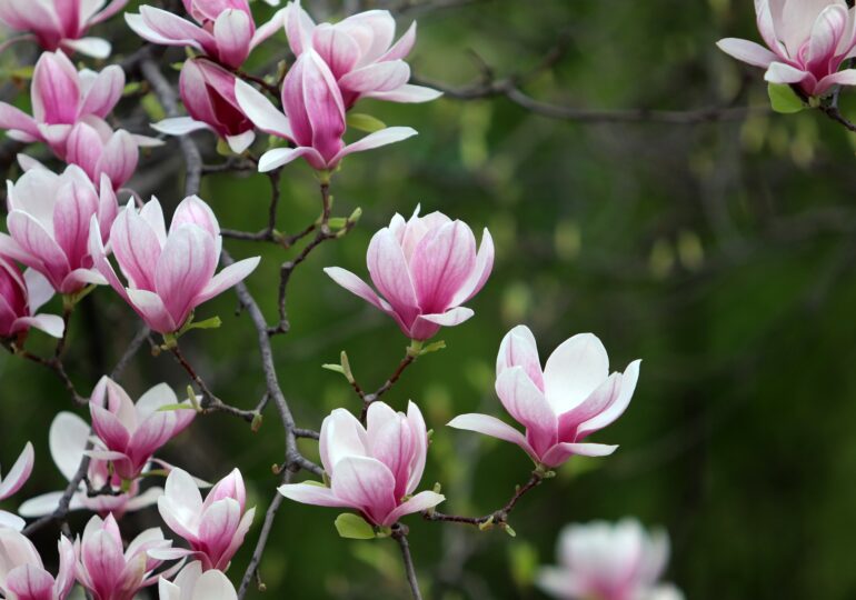 Квітучий Київ: що і коли цвіте у столиці та де зробити весняні фото