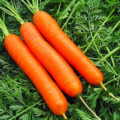 Выращиваем морковь своими руками