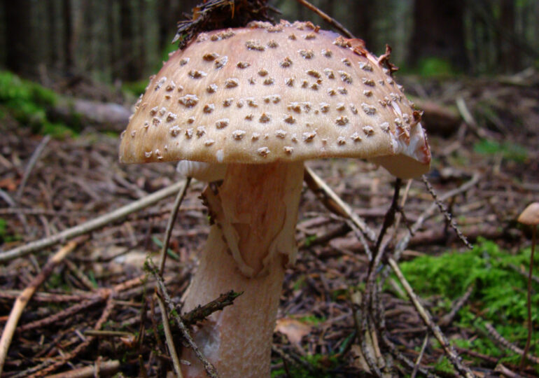 Ням-ням, радіація: як виживають гриби