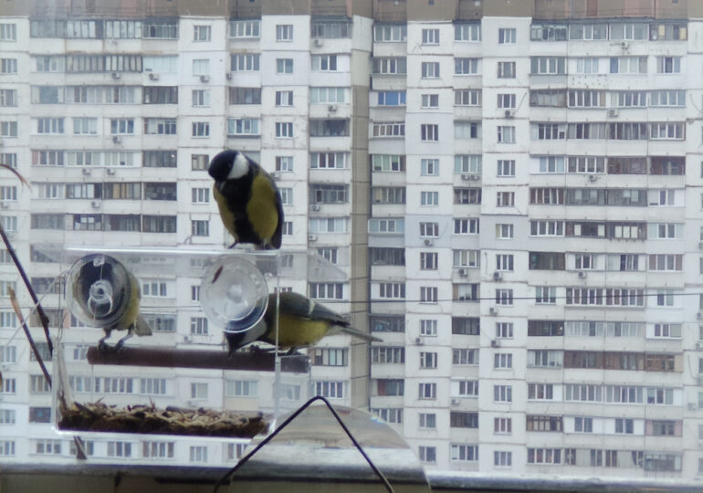 Годівничка за вікном: як кияни піклуються про пташок