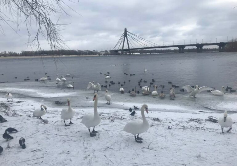 Лебеді на Оболоні: як допомагати та фотографувати