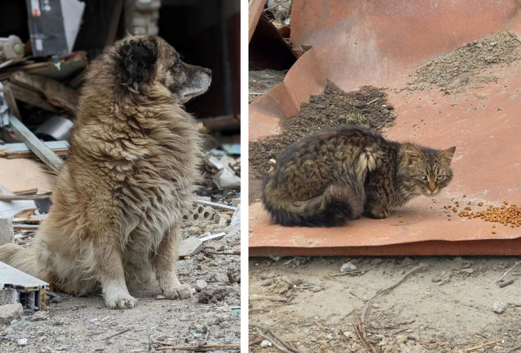 Пошук пухнастиків: хто і як рятує тварин в Ірпені та Бородянці