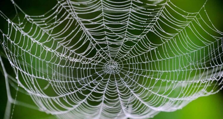 Павутина для спецназу: як науковці змінюють світ