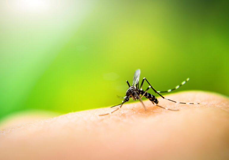 Від спреїв до олії: як врятуватися від комарів і що робити, якщо покусали