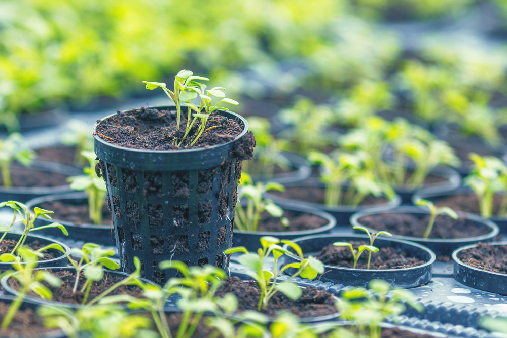 Розсада: саджати чи купляти - Вікенд