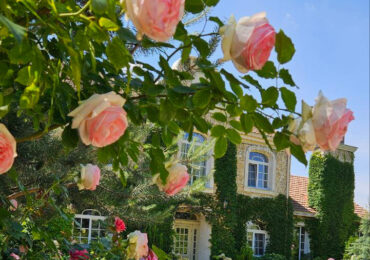 Трояндовий сад під Києвом. Три підказки для поїздки в Naturalist Botanic