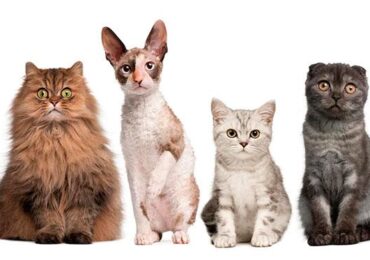 Які породи котів більш дружні та ласкаві?