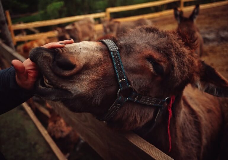 Селфі зі страусами або сон під вуликами: 10 екоферм неподалік від Києва