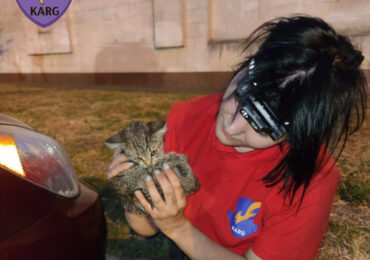 Врятувати бобра, кота та кажана. Як працює Kyiv Animal Rescue Group