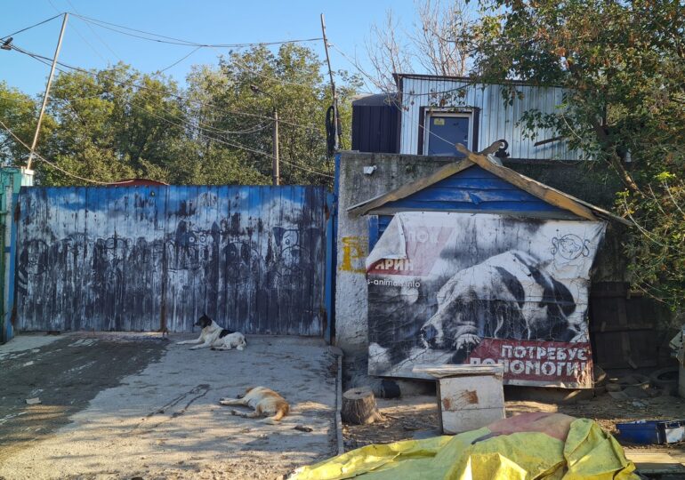 Не тільки грошима. Як киянка допомагає бездомним тваринам в Києві