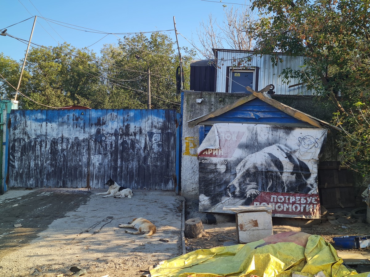 Не тільки грошима. Як киянка допомагає бездомним тваринам в Києві