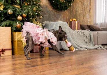 Хвостата зірка. Як киянка створює фотокниги про свого собаку