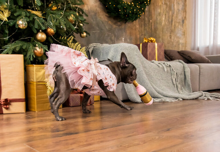 Хвостата зірка. Як киянка створює фотокниги про свого собаку