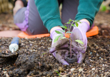 Мода для городу. 25 гастротрендів на ваших грядках