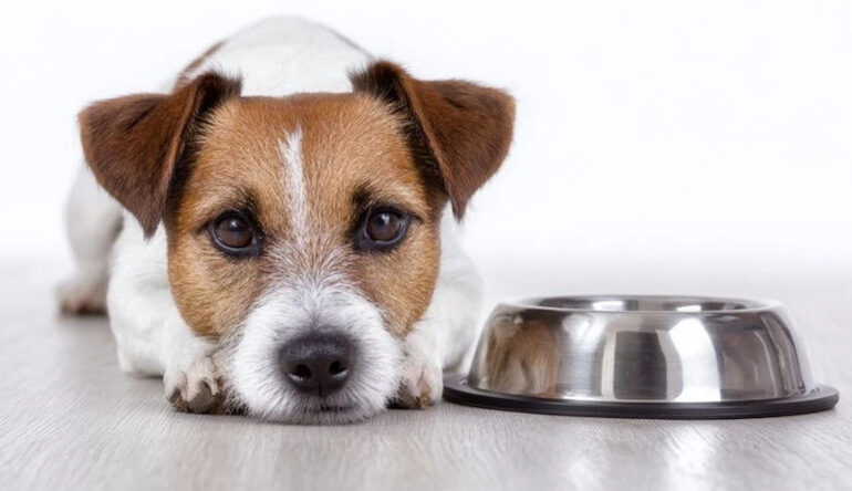 Що робити, коли собака відмовляється їсти: поради ветеринара та психолога