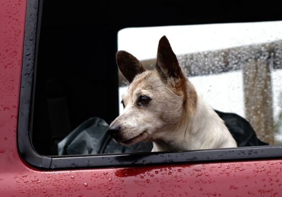 Небажані пасажири. Чому киянка перевозить тварин