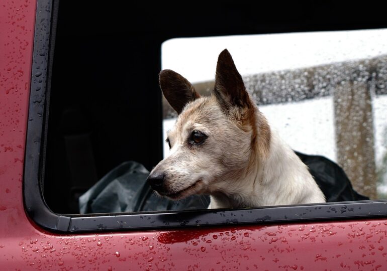 Небажані пасажири. Чому киянка перевозить тварин