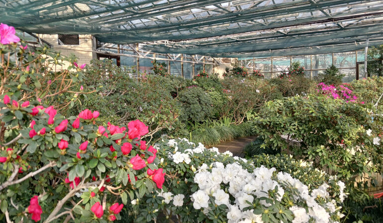 Як милуватися азаліями. Підказки для відвідувачів оранжереї ботсаду