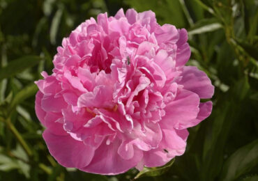 Саджай по-київськи! Обираємо сорти для саду та городу