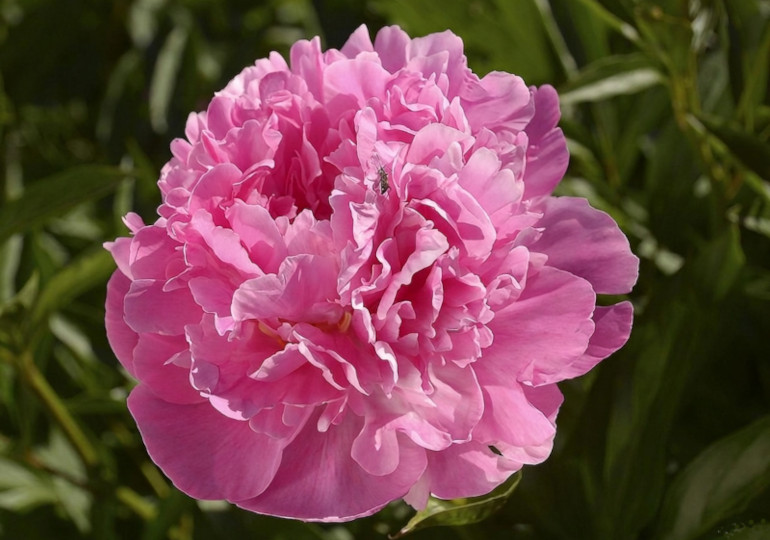 Саджай по-київськи! Обираємо сорти для саду та городу