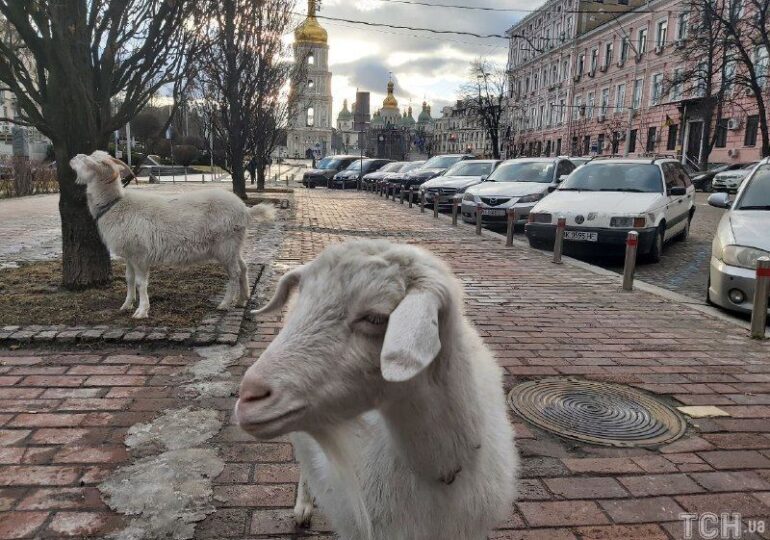 Рогаті сусідки. Чи добре козам жити у Києві