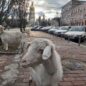 Рогаті сусідки. Чи добре козам жити у Києві