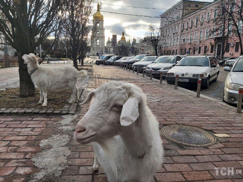 Рогаті сусідки. Чи добре козам жити у Києві