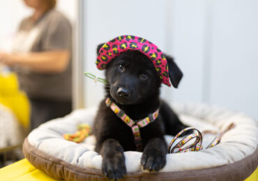 Візьми одного з 700: фестиваль AdoptMe Days