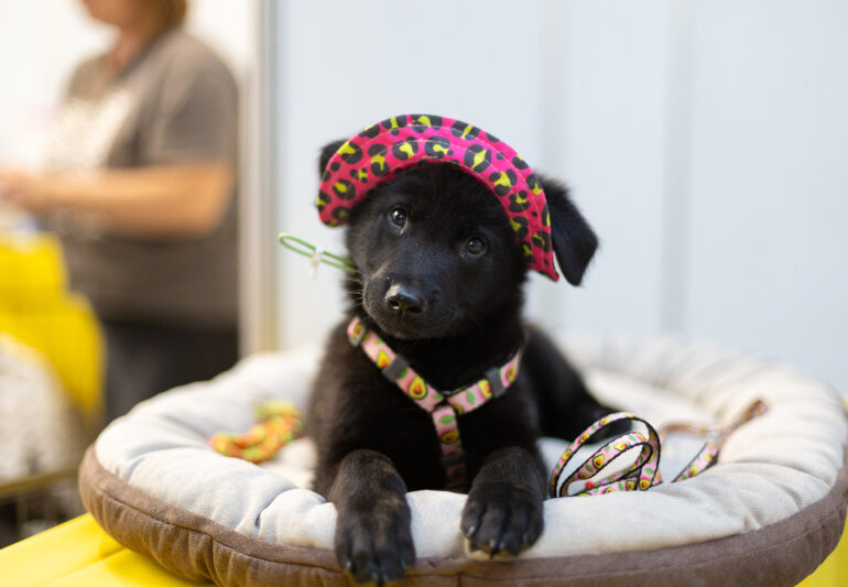 Візьми одного з 700: фестиваль AdoptMe Days