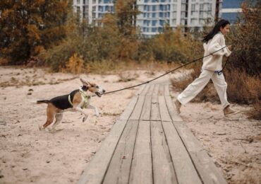 Нянчити свинку та вигулювати вашу собаку. Як це працює в Києві